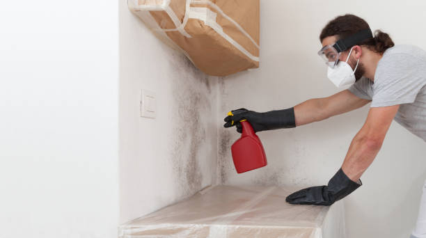 Professional Basement Mold Remediation technician working in Hopkins, MI