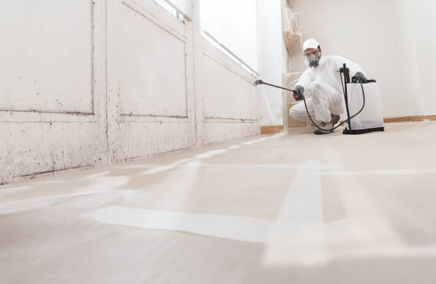24/7 Emergency Basement Mold Remediation experts in Hopkins, MI