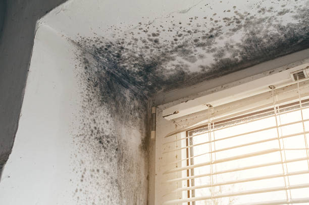 Affordable Basement Mold Remediation solutions in Hopkins, MI